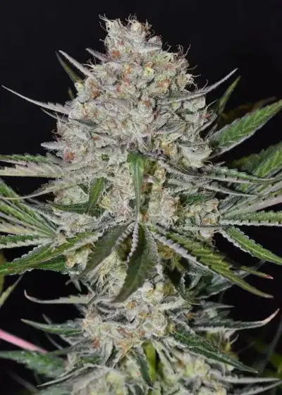 Bros UFOs Berry by Breed Bros, Photoperiod cannabis strain
