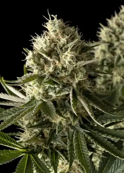 Bruce Banger FAST by Seedsman, Photoperiod cannabis strain