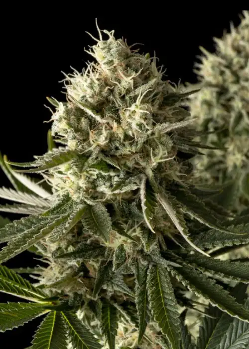 Bruce Banger FAST by Seedsman, Photoperiod cannabis strain