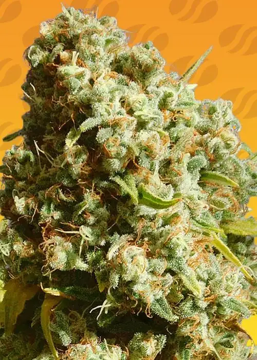 Bruce Banner #3 Fast by Original Sensible Seeds, Photoperiod cannabis strain