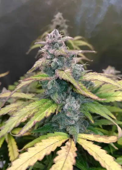 Bruce Banner 3 by Zamnesia Seeds, Photoperiod cannabis strain