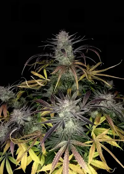 Bruce Banner Auto by STRNG Seeds cannabis strain