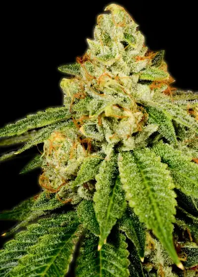 Bruce Banner Autoflower by Mediseed Man, Autoflower cannabis strain