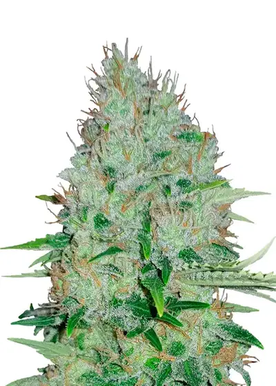 Bruce Banner Fast Version by Homegrown Cannabis Co, Autoflower cannabis strain