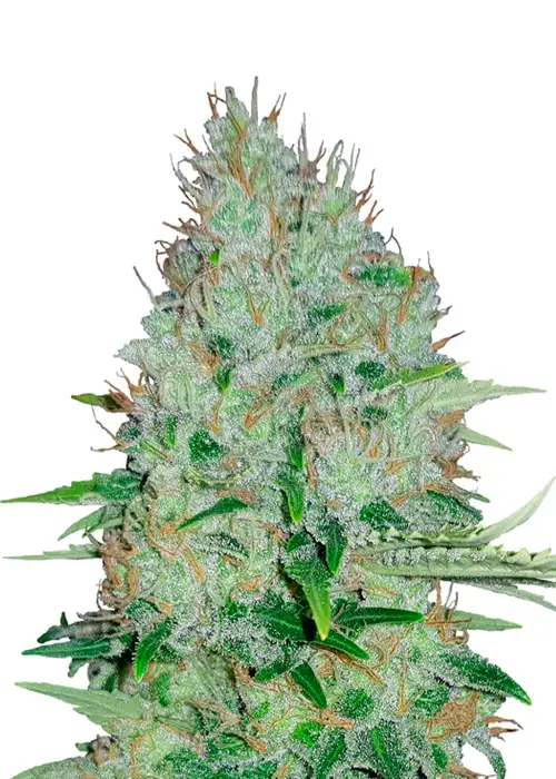 Bruce Banner Fast Version by Homegrown Cannabis Co, Autoflower cannabis strain