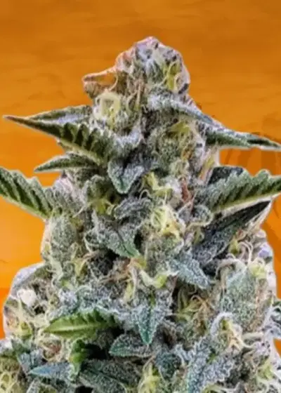 Bruce Banner Feminized by Sunwest Genetics, Photoperiod cannabis strain