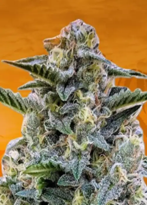 Bruce Banner Feminized by Sunwest Genetics, Photoperiod cannabis strain