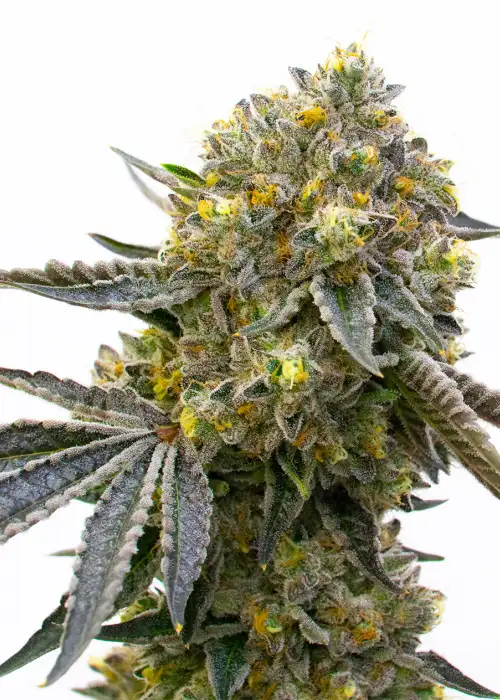 Bruce Banner x Chocolope by Homegrown Cannabis Co, Photoperiod cannabis strain
