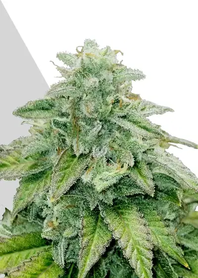 Bruce Banner by Mediseed Man, Photoperiod cannabis strain
