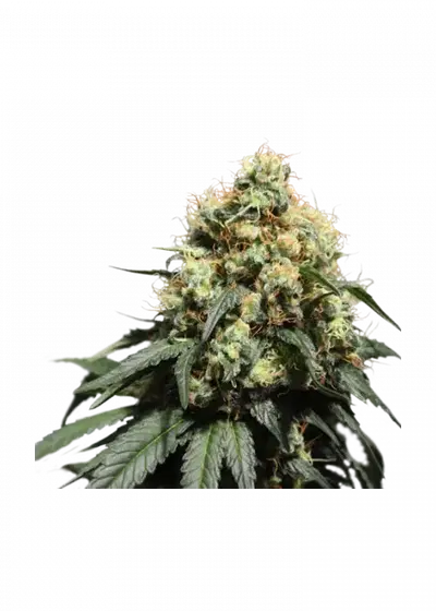 Bruce Lemon Diesel by Super Sativa Seed Club, Photoperiod cannabis strain
