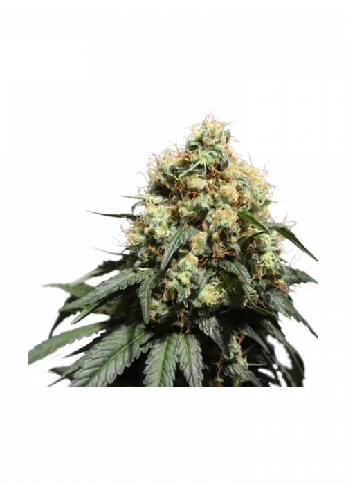 Bruce Lemon Diesel by Super Sativa Seed Club, Photoperiod cannabis strain
