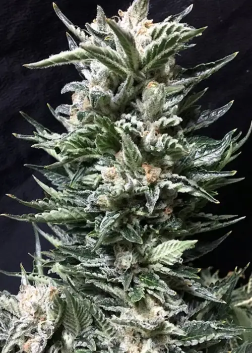 Bruce the Russian by Cream of the Crop Seeds, Photoperiod cannabis strain