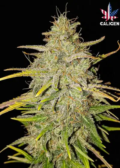 Bruce Willis Auto by Caligen, Autoflower cannabis strain