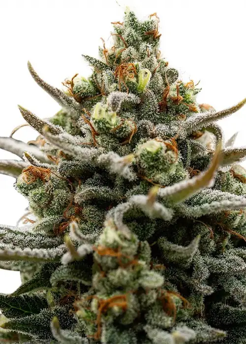 Bruce by Hy-seeds, Photoperiod cannabis strain