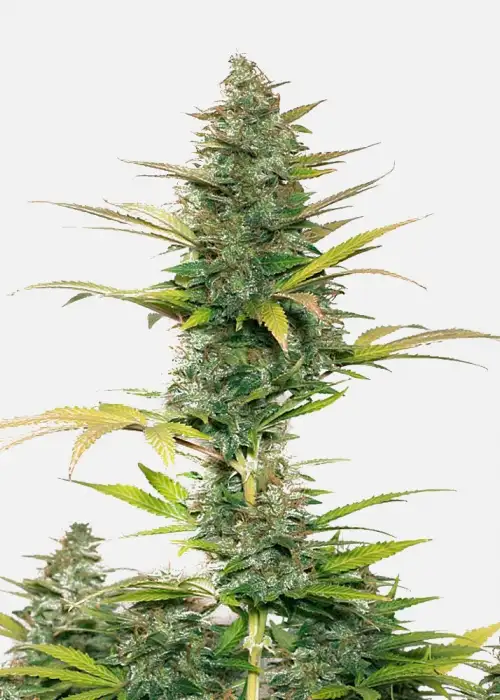 Brutalis Auto by Copenhagen Seed Company, Autoflower cannabis strain