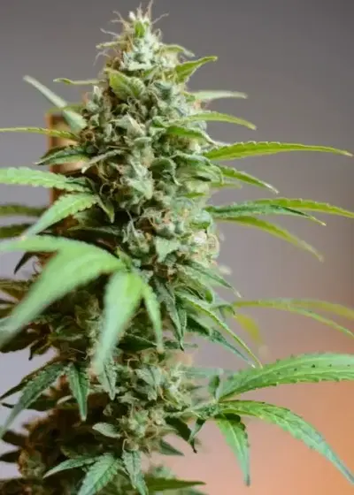 Brutalis Automatic by Zenseeds, Autoflower cannabis strain