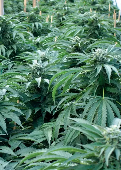 Bubba 76 by Emerald Triangle Seeds, Photoperiod cannabis strain