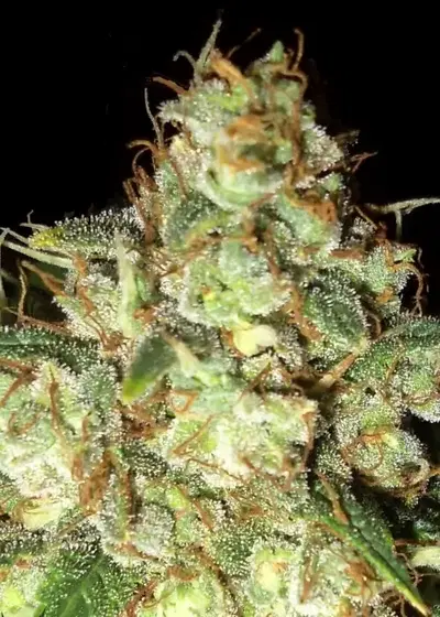 Bubba Cheese Auto by Emerald Triangle Seeds, Autoflower cannabis strain