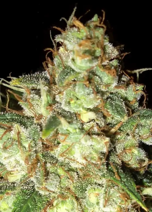 Bubba Cheese Auto by Emerald Triangle Seeds, Autoflower cannabis strain