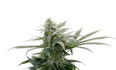 Bubba Cheese by 34 Street Seed Co., Photoperiod cannabis strain