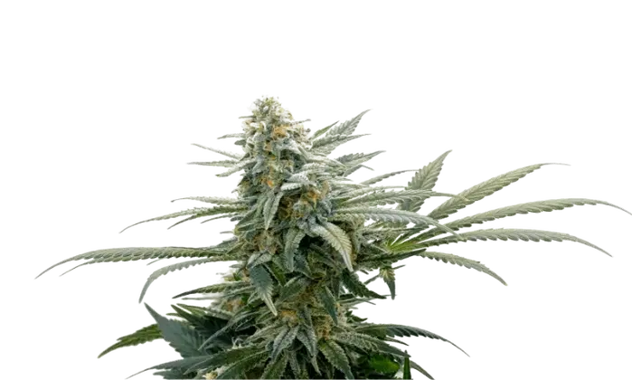 Bubba Cheese by 34 Street Seed Co., Photoperiod cannabis strain
