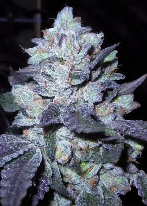 Bubba Cookies by Divine Genetics, Photoperiod cannabis strain