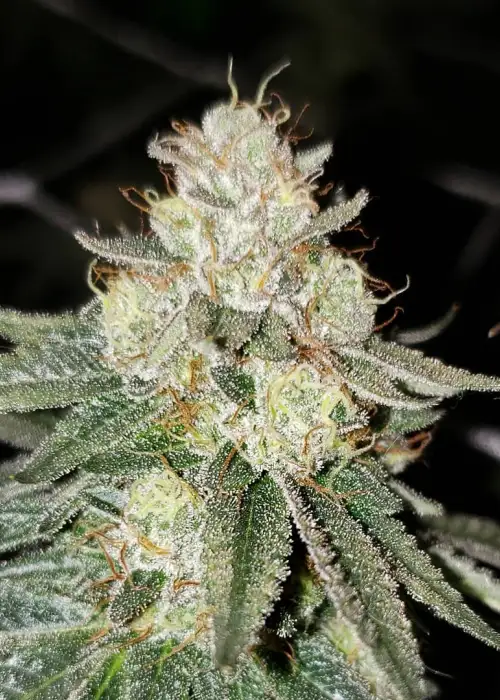 Bubba Diagonal by Grassroots, Autoflower cannabis strain