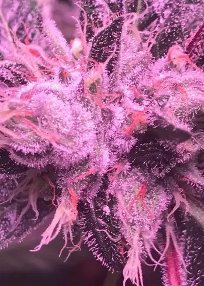 Bubba Fresh by Norstar Genetics, Photoperiod cannabis strain