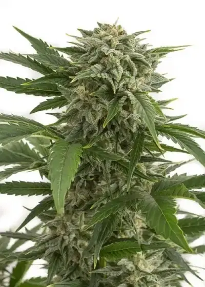 Bubba Kush Automatic by Zenseeds, Autoflower cannabis strain