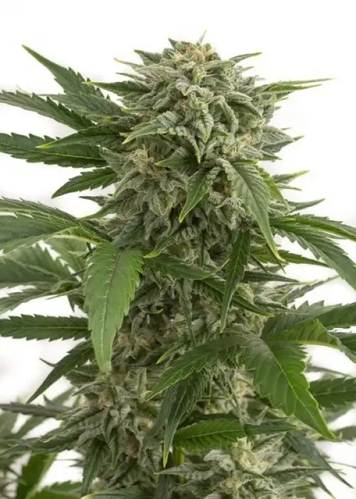 Bubba Kush Automatic by Zenseeds, Autoflower cannabis strain