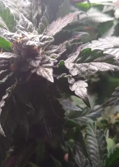 Bubba Kush S1 by Humboldt CSI, Photoperiod cannabis strain