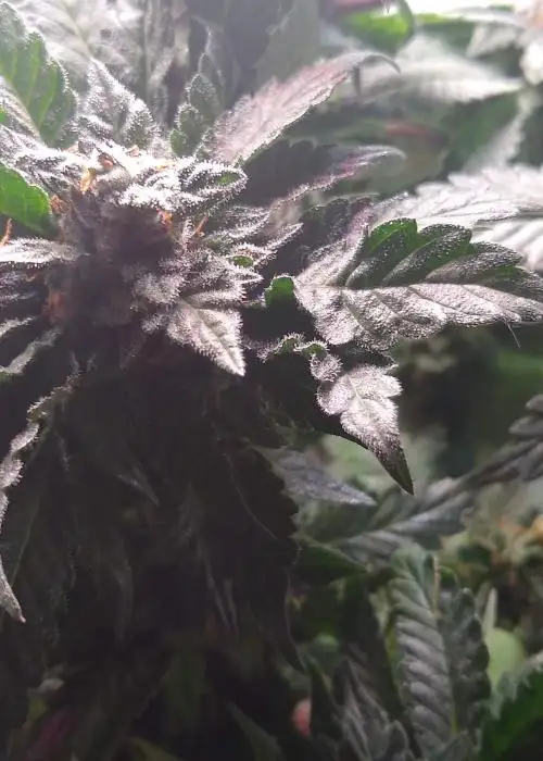 Bubba Kush S1 by Humboldt CSI, Photoperiod cannabis strain