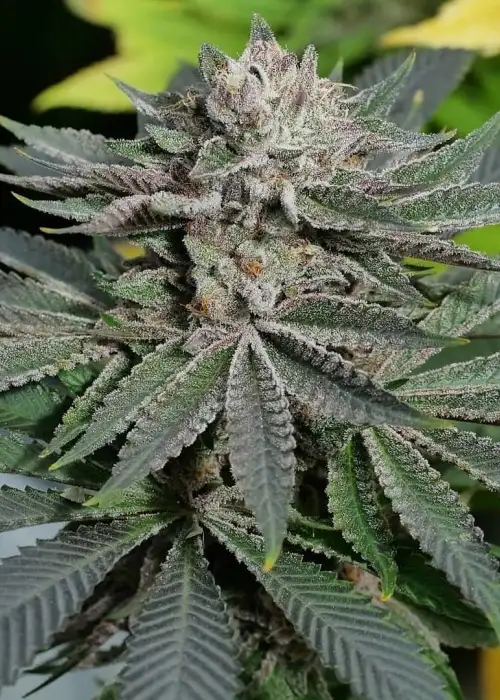 Bubba Pupil by Mass Medical Strains, Photoperiod cannabis strain