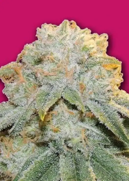 Bubble Bomb by Bomb Seeds, Photoperiod cannabis strain