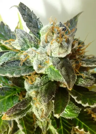 Bubble Crack by Flash Seeds, Autoflower cannabis strain