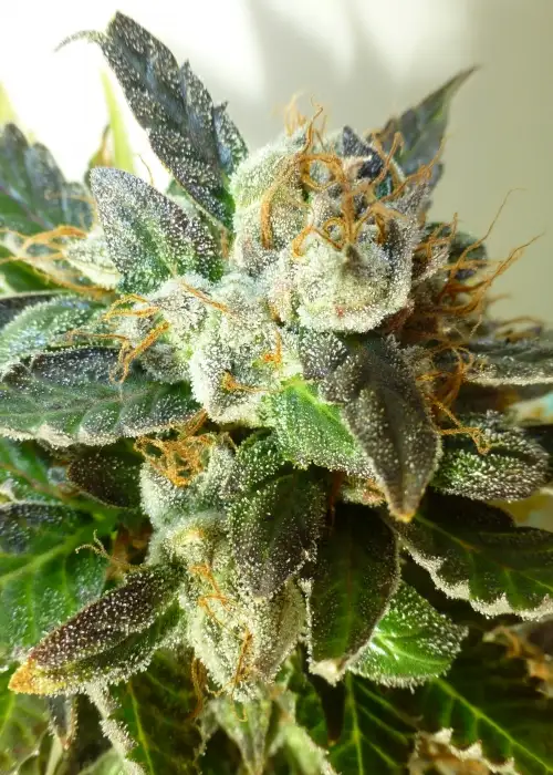 Bubble Crack by Flash Seeds, Autoflower cannabis strain
