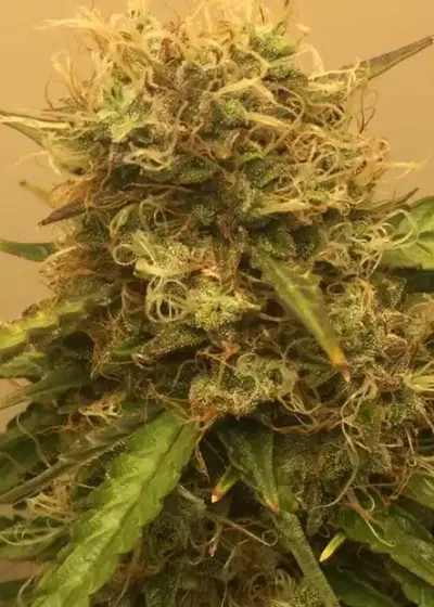 Bubble Gum Autoflower by ILGM, Autoflower cannabis strain