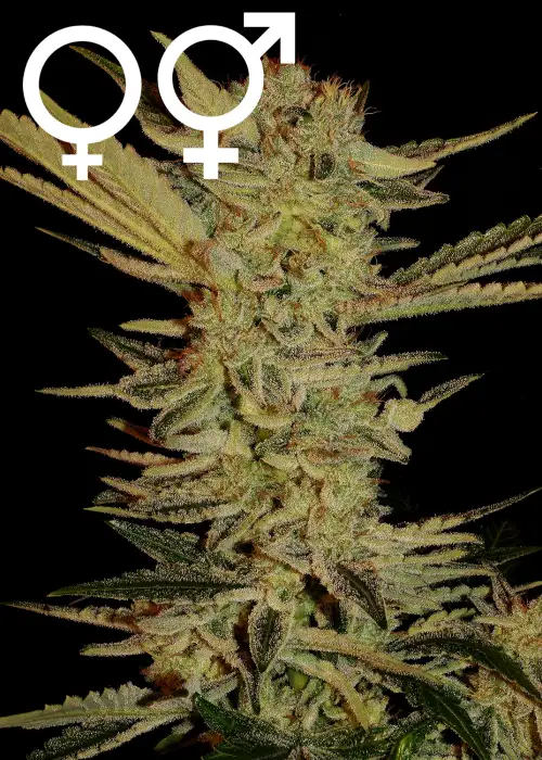Bubble Gum by Blk.seeds, Photoperiod cannabis strain