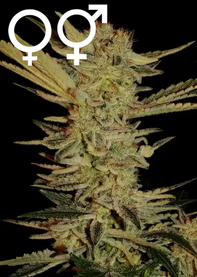 Bubble Gum cannabis strain