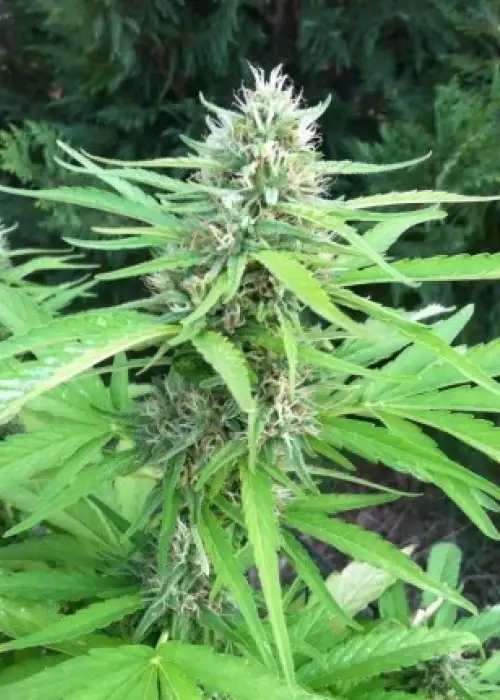 Bubble Hash by Flash Seeds, Autoflower cannabis strain