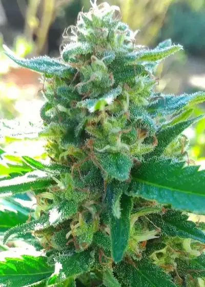 Bubble Haze by Dutchfem, Photoperiod cannabis strain