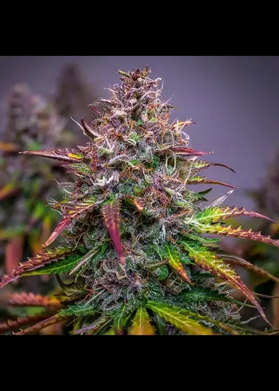 Bubble Kush Automatic by Royal Queen Seeds, Autoflower cannabis strain