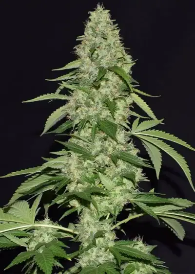Bubble Kush by Ocean Grown Seeds, Photoperiod cannabis strain