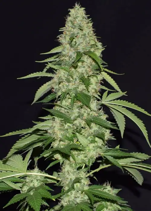 Bubble Kush by Ocean Grown Seeds, Photoperiod cannabis strain