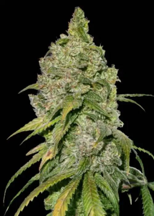 Bubble OG by Quebec Cannabis Seeds QCS, Photoperiod cannabis strain
