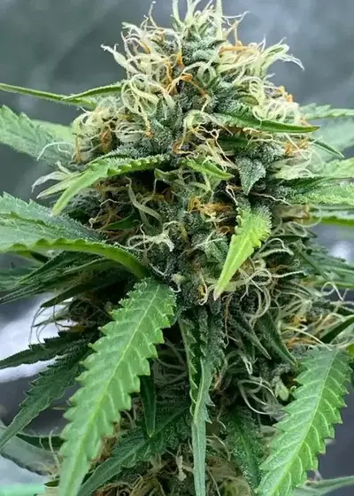 Bubble Runtz Auto by Tastebudz Genetics, Autoflower cannabis strain