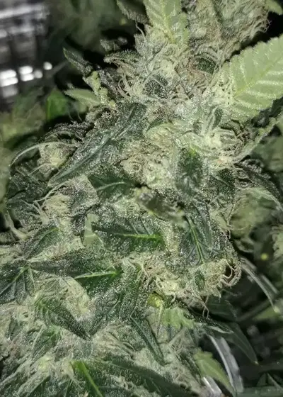 Bubble Runtz by Tastebudz Genetics, Photoperiod cannabis strain