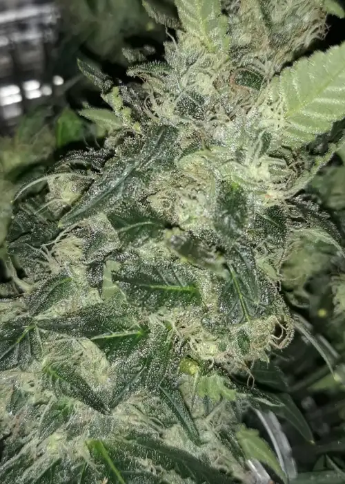 Bubble Runtz by Tastebudz Genetics, Photoperiod cannabis strain