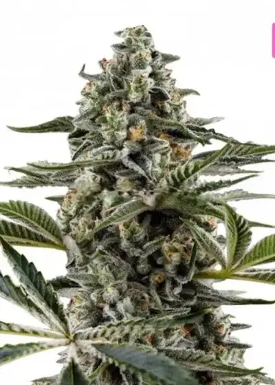 Bubble by Hy-seeds, Photoperiod cannabis strain