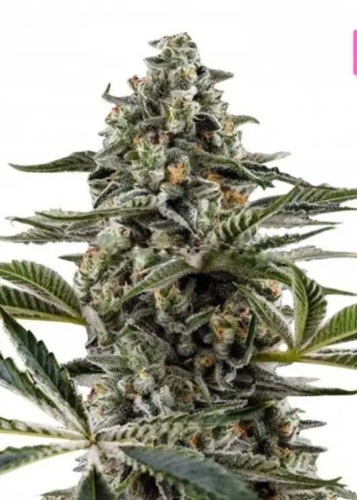 Bubble by Hy-seeds, Photoperiod cannabis strain